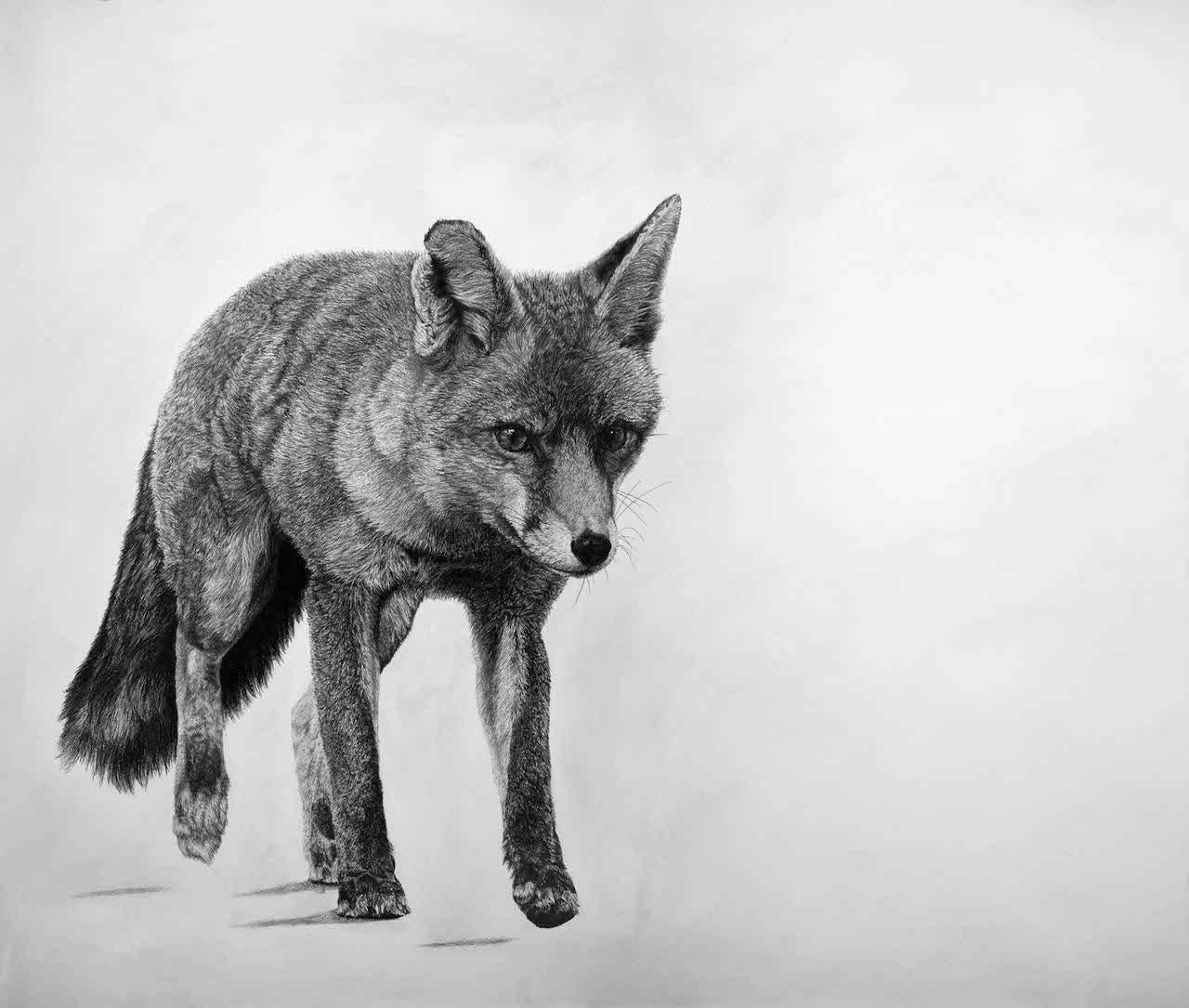 David Hunt, Fox 1, Original Animal Art, Contemporary Black and White Drawing