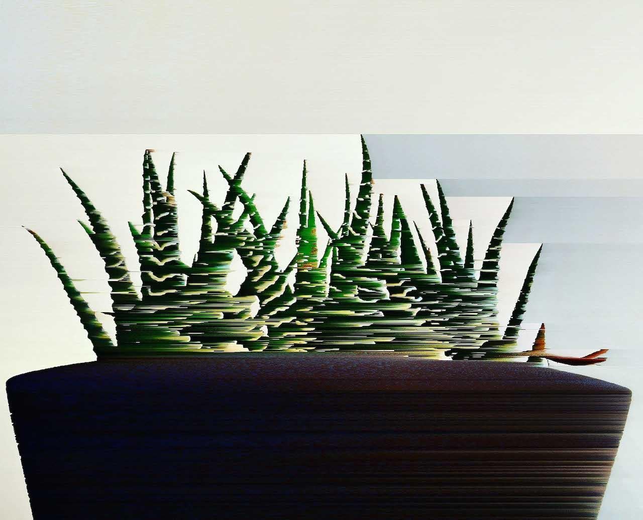 Katie Hallam, Kaktus, Digitale Kunst, zeitgenössische, erschwingliche Kunst, Stilllebendruck