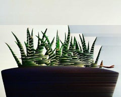 Katie Hallam, Cactus, Arte digitale, Arte contemporanea a prezzi accessibili, Stampa natura morta