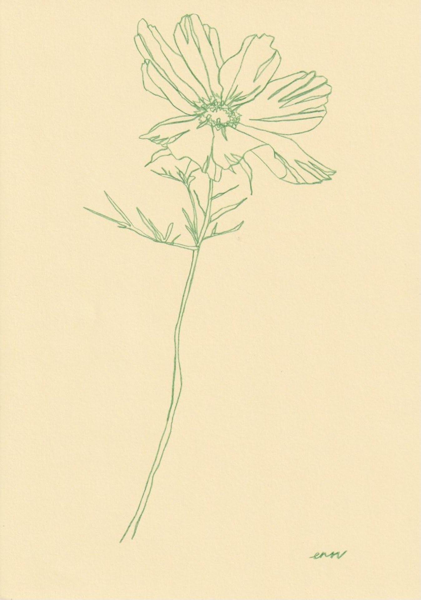 Ellen Williams
Kosmos I
Original-Zeichnung
Farbstift auf A4 150gsm Papier
Bildgröße:
Unterzeichnet
Ungerahmt verkauft

Diese Zeichnung gehört zu einer Serie von botanischen Strichzeichnungen, die die saisonalen Blumen in englischen Gärten und auf