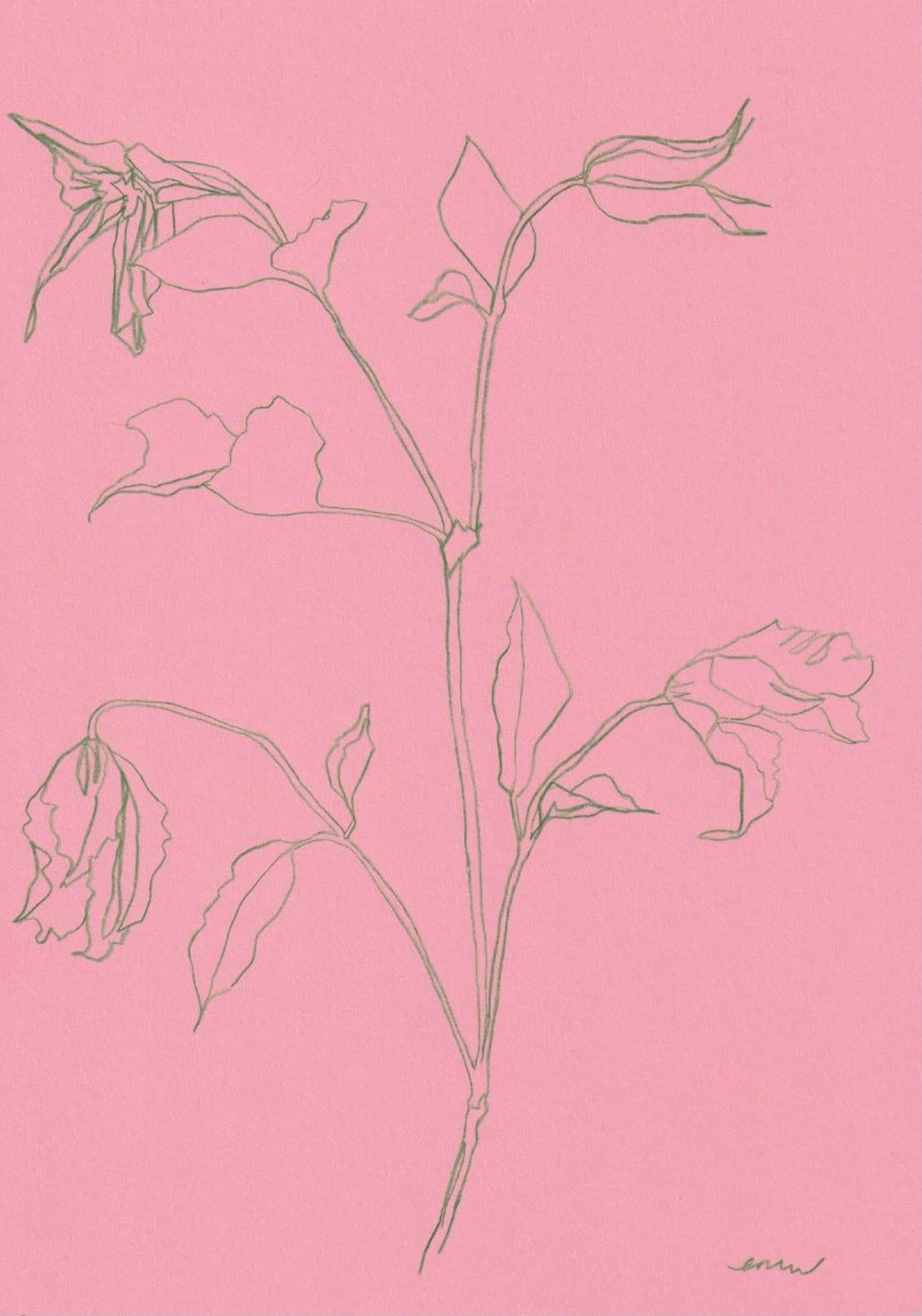 Ellen Williams, Clematis I, Original drawing, Affordable Art, Floral Art