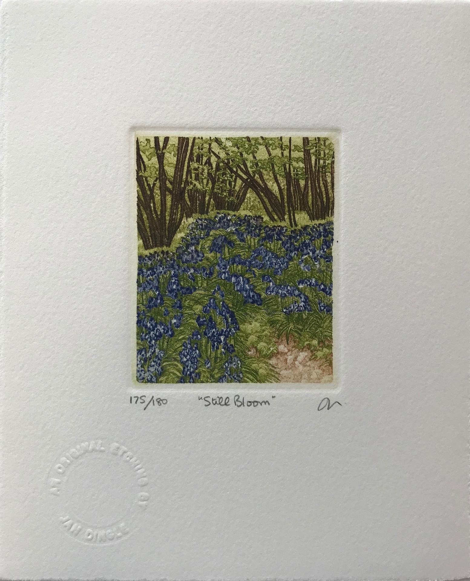 Jan Dingle, Still Bloom, Grabado al aguafuerte de edición limitada, Arte del bosque, Arte en línea en venta 1