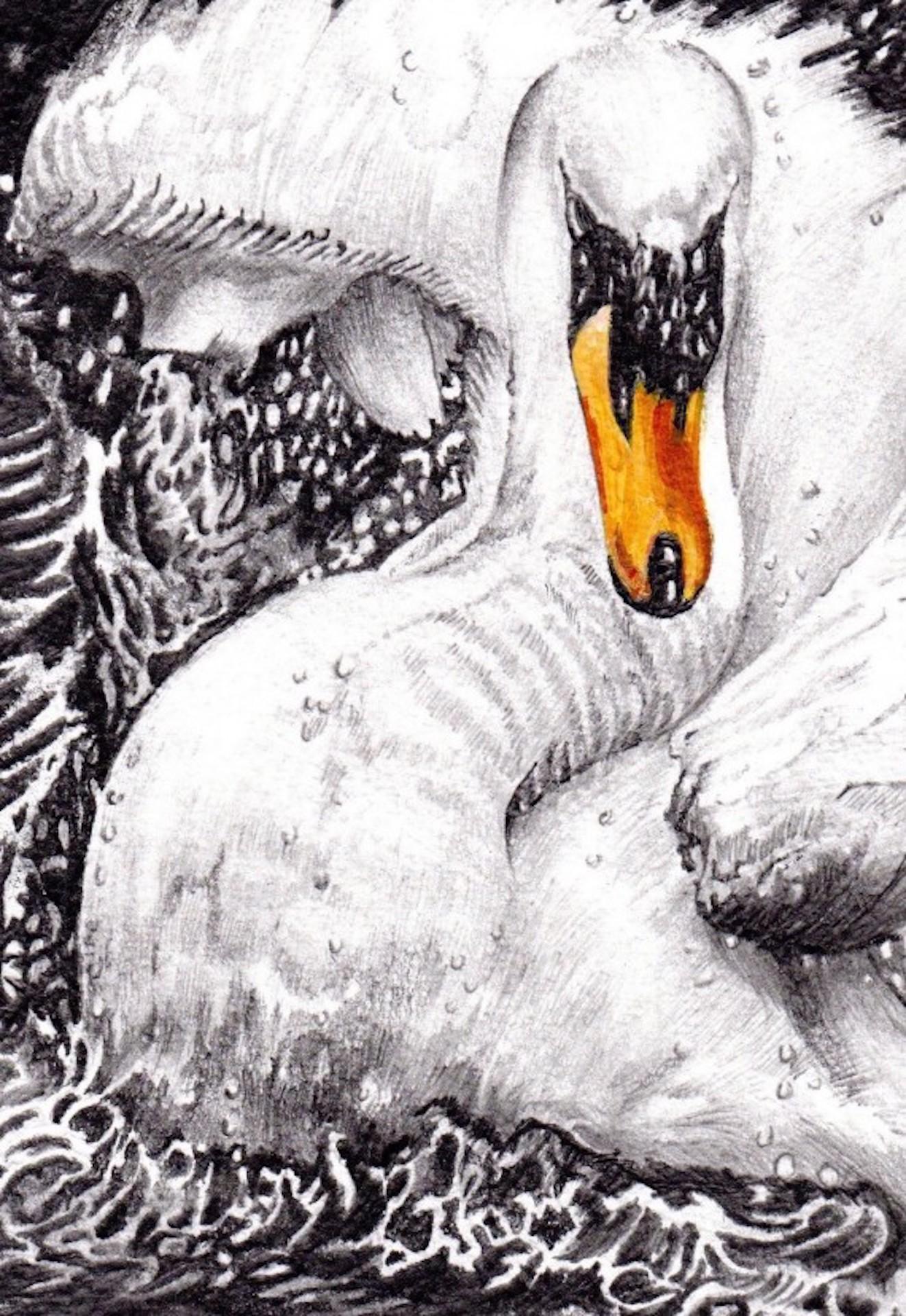 David Truman, Schnheit und Reflexion, Original-Kunstwerk, Schwanenkunst, Vogelzeichnungen im Angebot 2