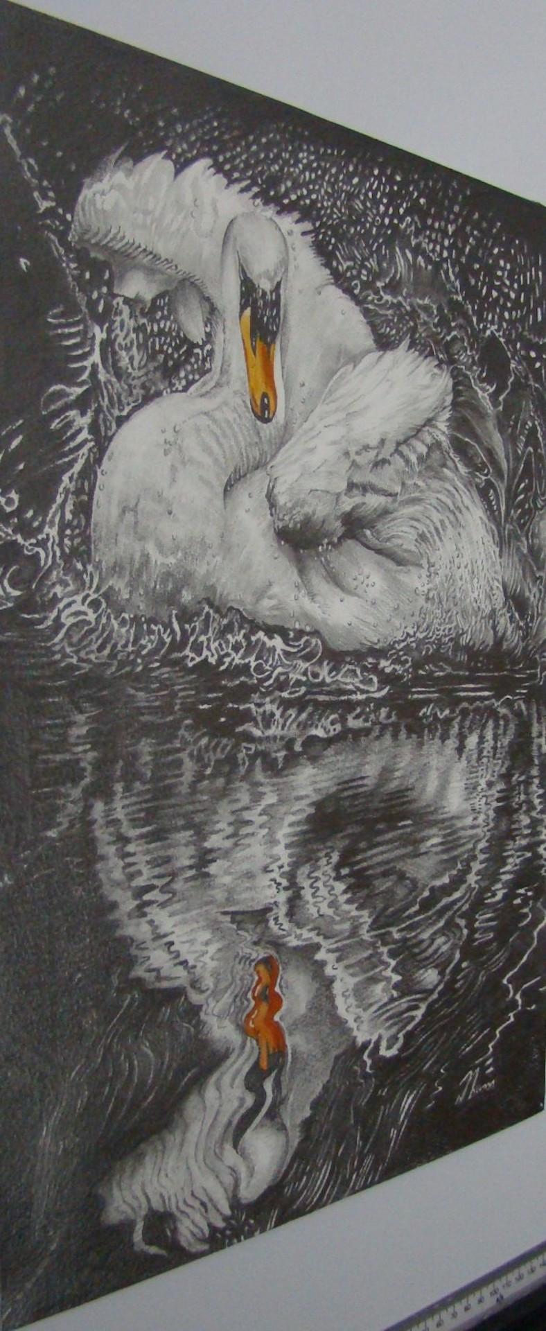 David Truman, Beauty & Reflection, Original Artwork, Swan Art, Bird Drawings For Sale 1