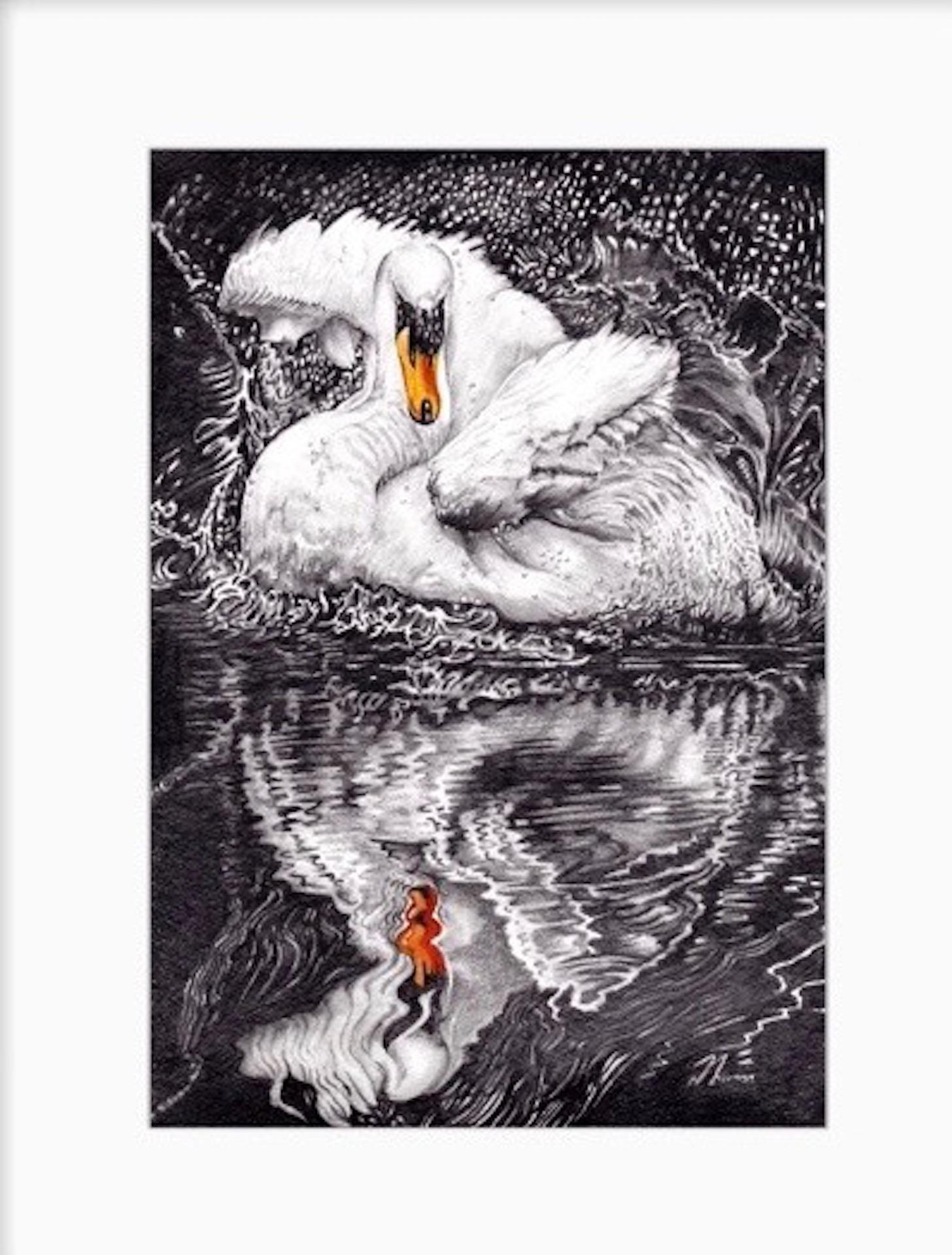 David Truman, Beauty & Reflection, Original Artwork, Swan Art, Bird Drawings
