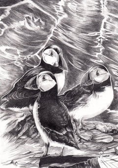 David Truman, Puffins, Original-Tierzeichnung, Bempton Cliffs Kunst