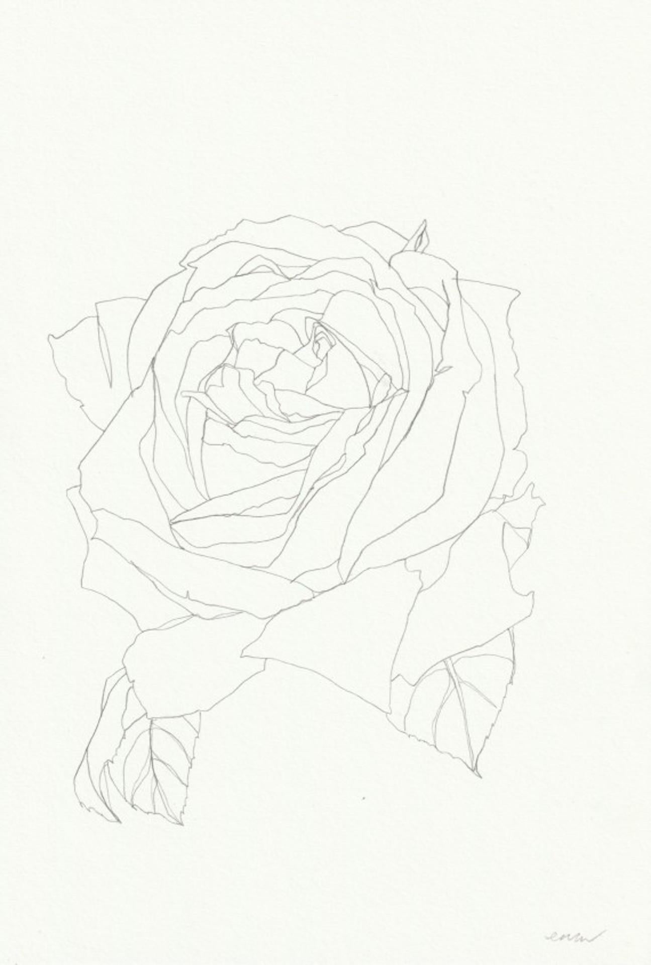 still life drawing rose