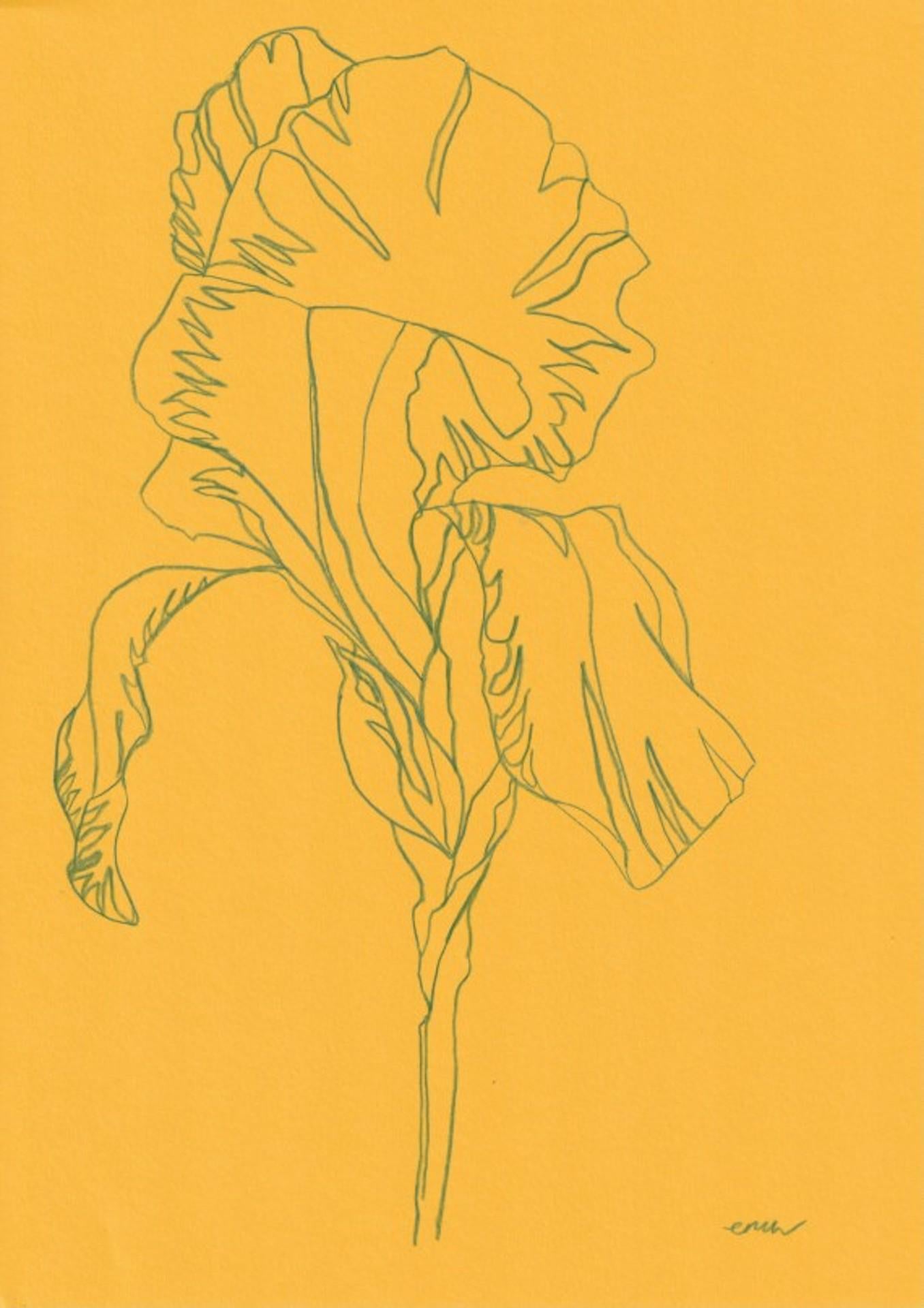 Iris 5, Ellen William, Original-Bleistiftzeichnung, minimalistische Blumen-Stillleben-Kunst
