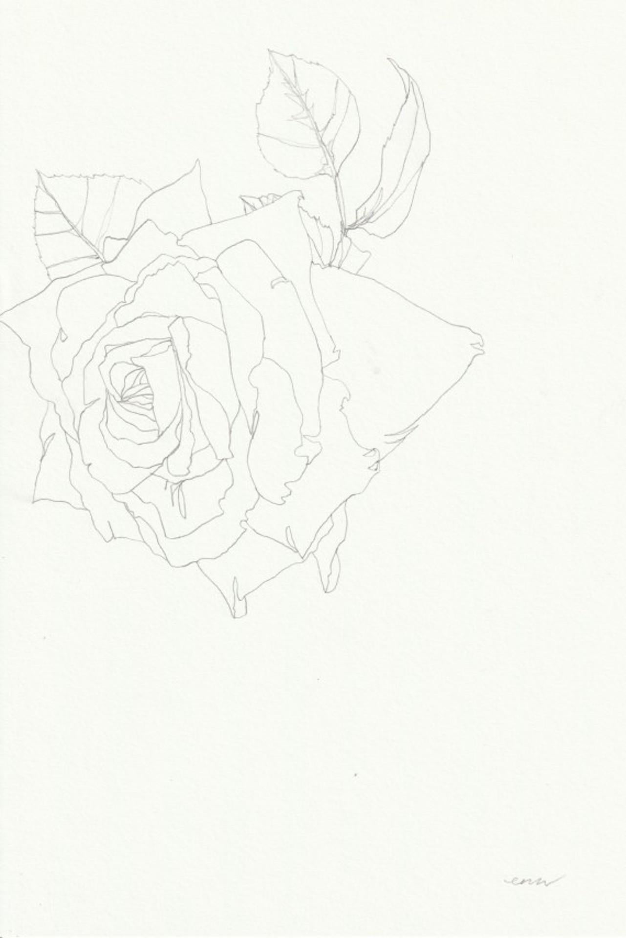 Rose 16, Ellen Williams, Original, Floral Still Life, Pencil Drawing, Affordable
