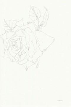 Rose 16, Ellen Williams, Original, Nature morte florale, Dessin au crayon, Prix abordable