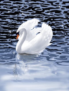 Summer Swan 