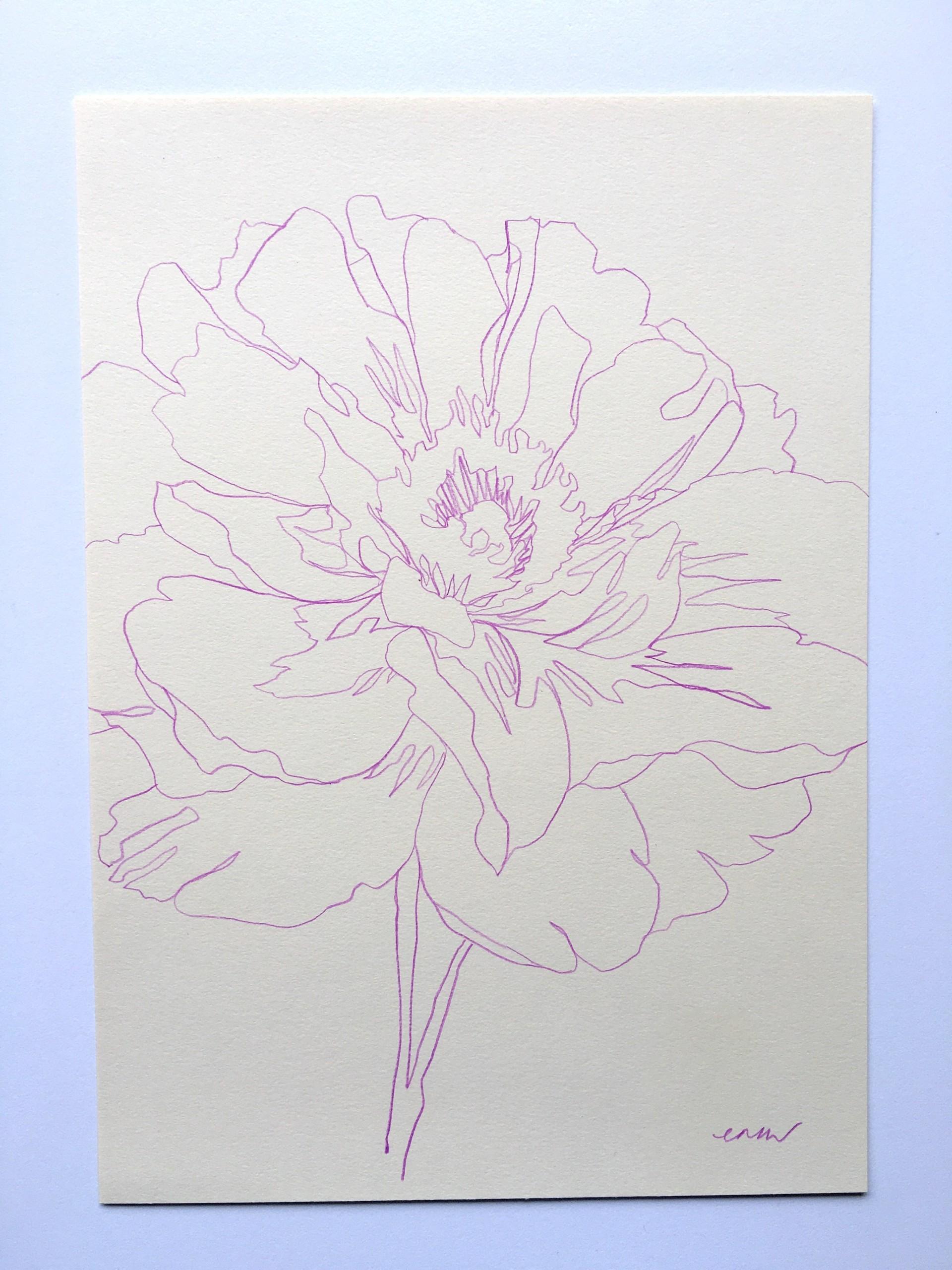 Blooming Peony von Ellen Williams, zeitgenössische Kunst, minimalistische Kunst, Zeichnung