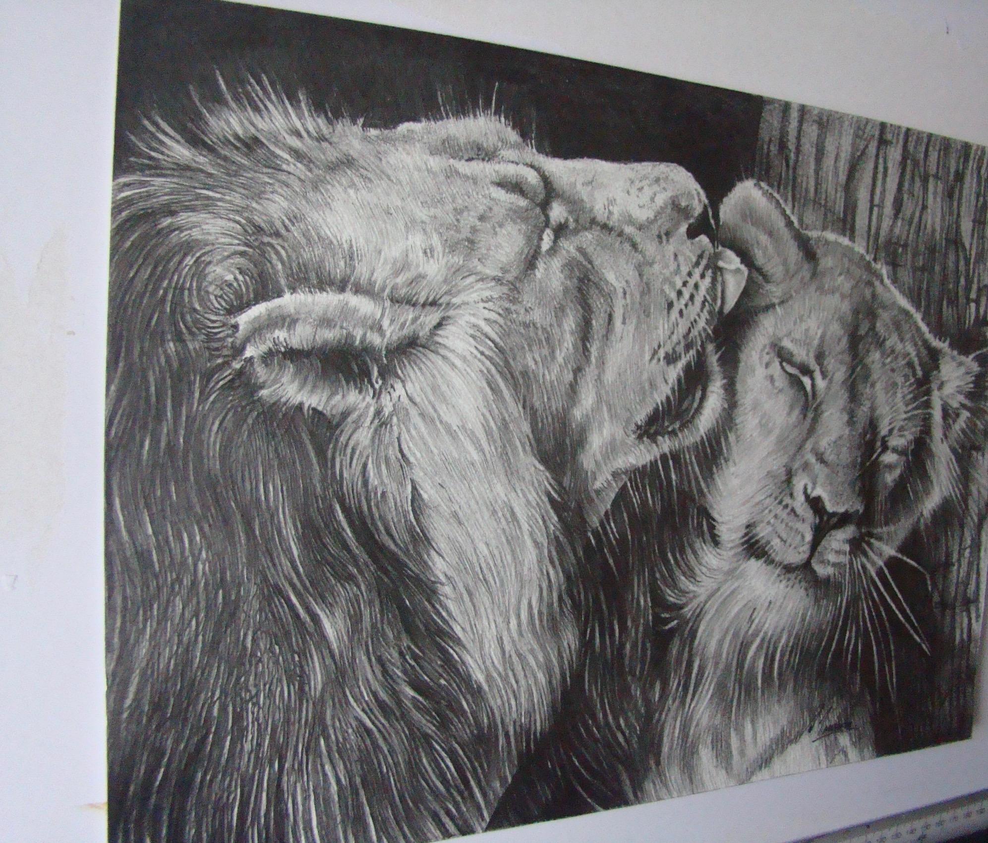 Graphite artwork entitled 'Wild Affection', showing male lion affectionately licking female lion.

David Truman artist offers original paintings and limited edition prints exclusively with Wychwood Art. David Truman is based in Lincolnshire and