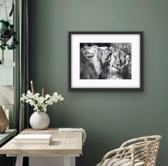 Wild Affection, animal art, lion art, original art, affordable art