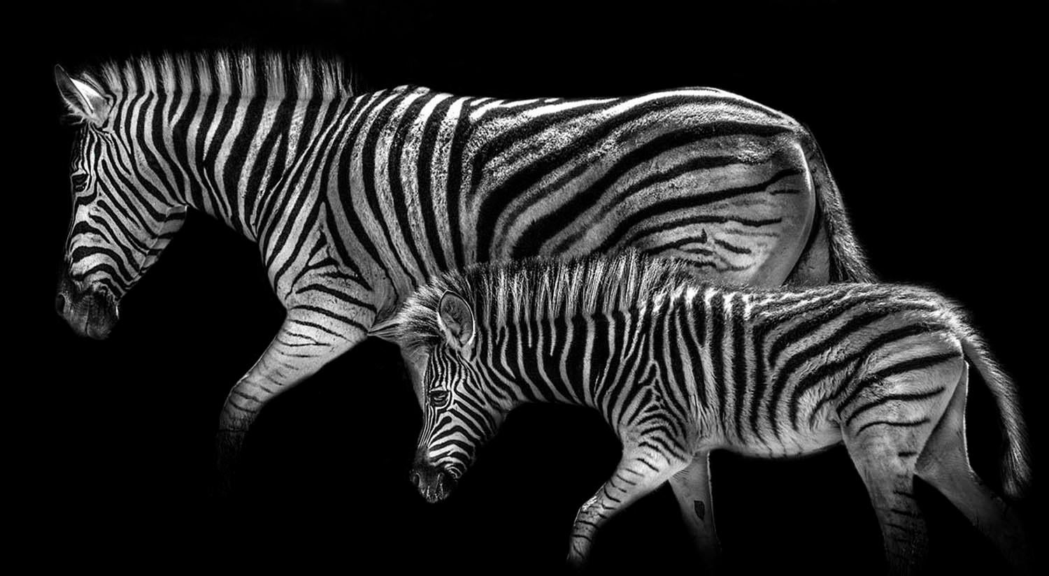 Zebra Mother and her Foal – Max Garner Reidy – Animal Art for Sale