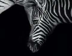 Mère zébrée et son fauve Max Garner - Art animalier Reidy en vente