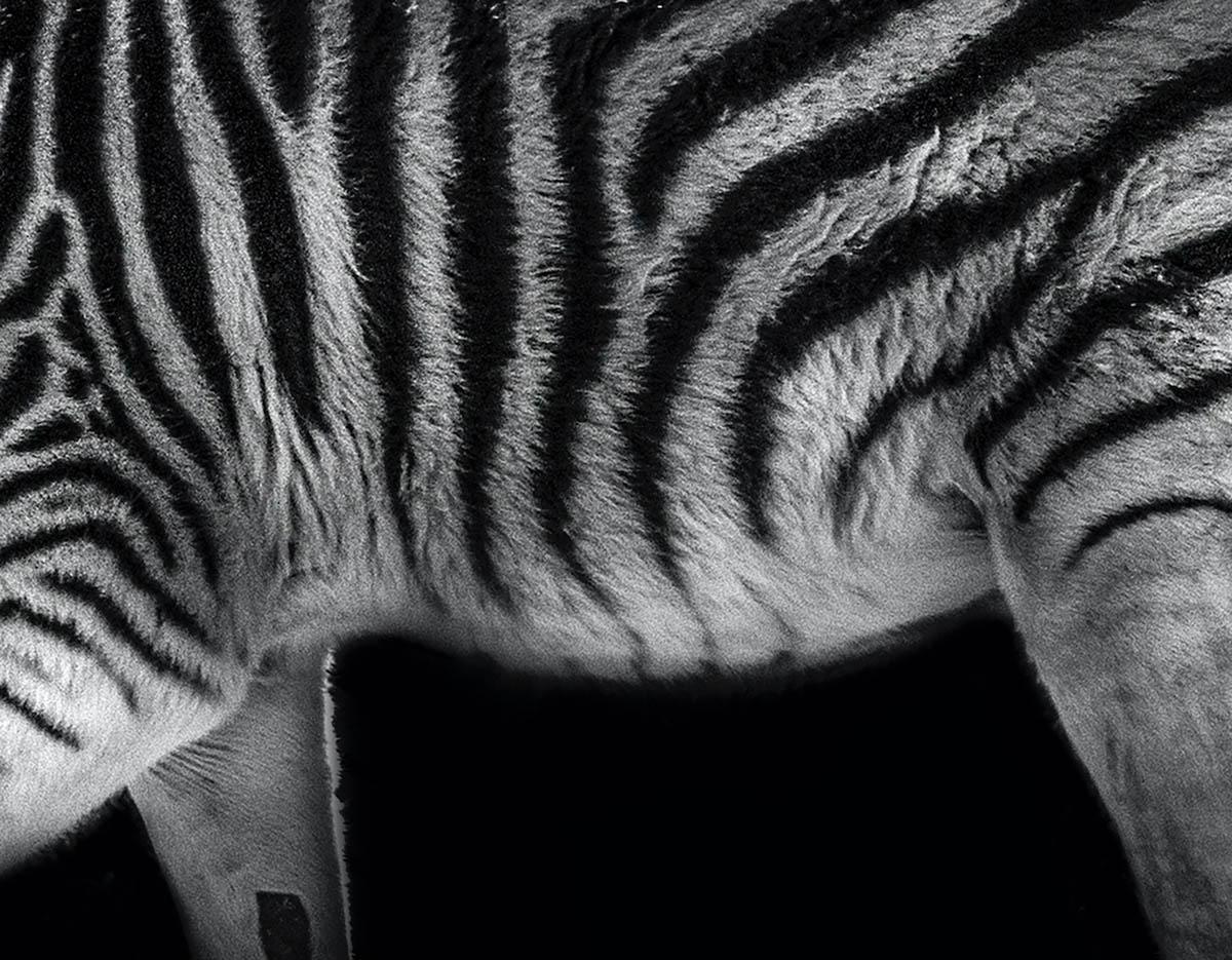 black and white photography zebra