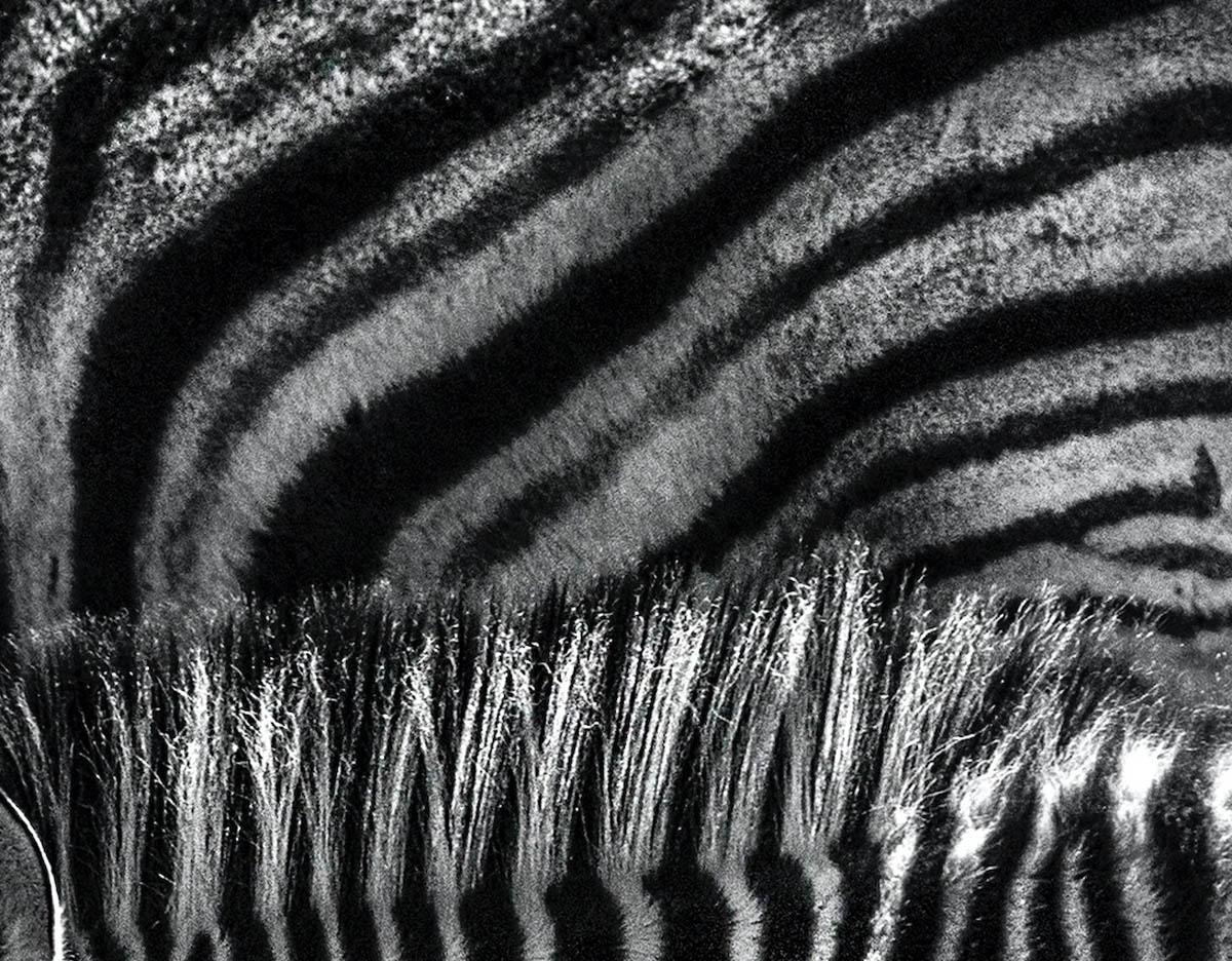 Madre zebra e il suo puledro - Max Garner Reidy - Vendita Arte animale in vendita 3