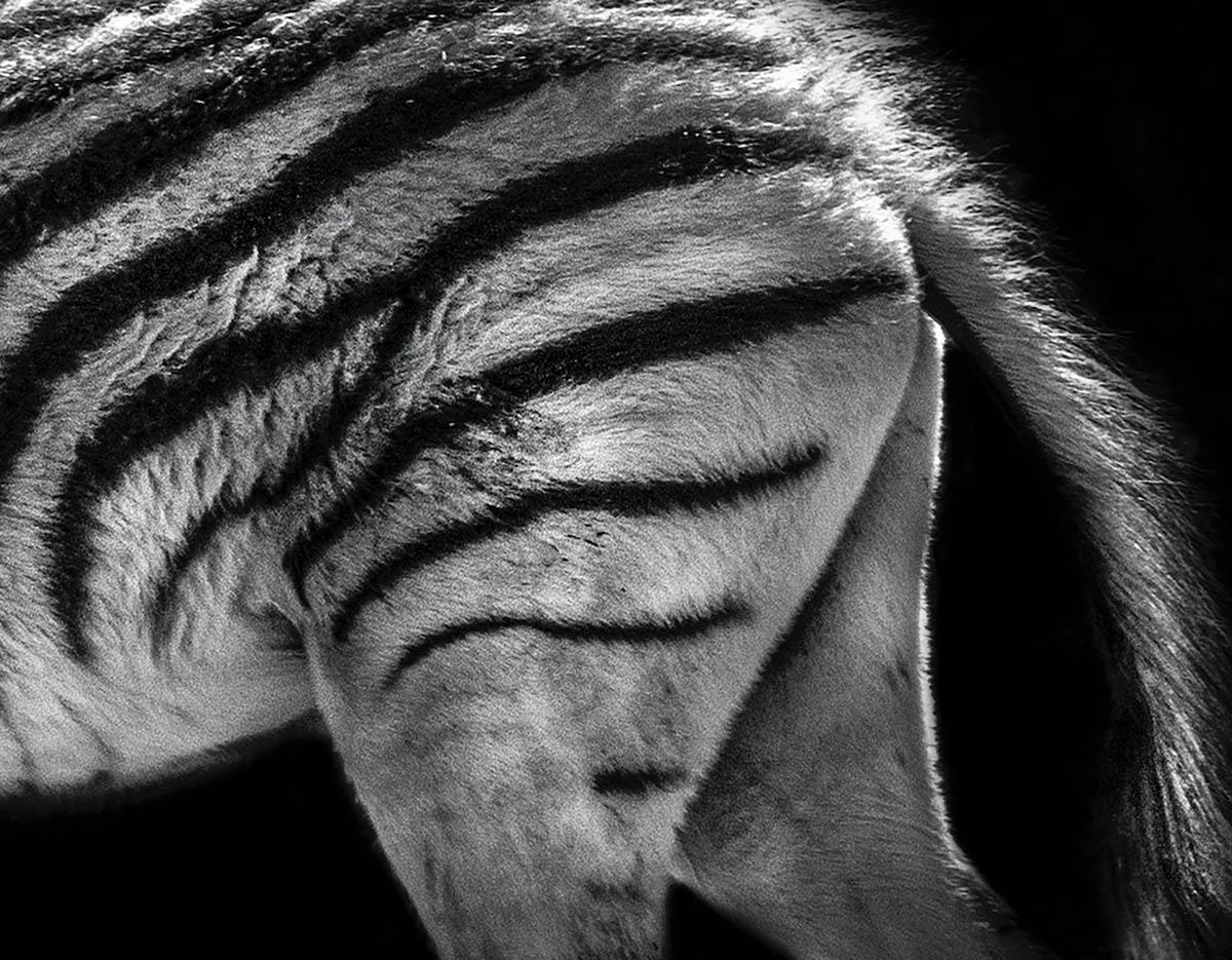 Madre zebra e il suo puledro - Max Garner Reidy - Vendita Arte animale in vendita 4