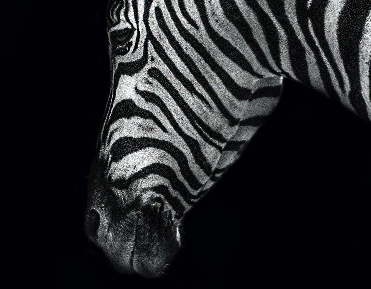 Zebra Mother and her Foal – Max Garner Reidy – Animal Art for Sale For Sale 2