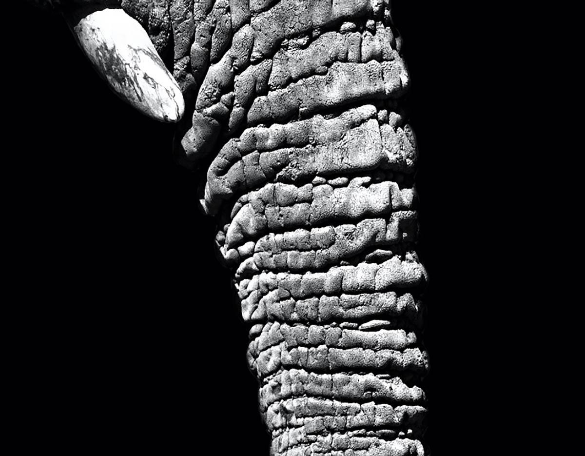 Der Elefant Max Garner Reidy Tierkunst im Angebot Online, RA Sommerausstellung im Angebot 6