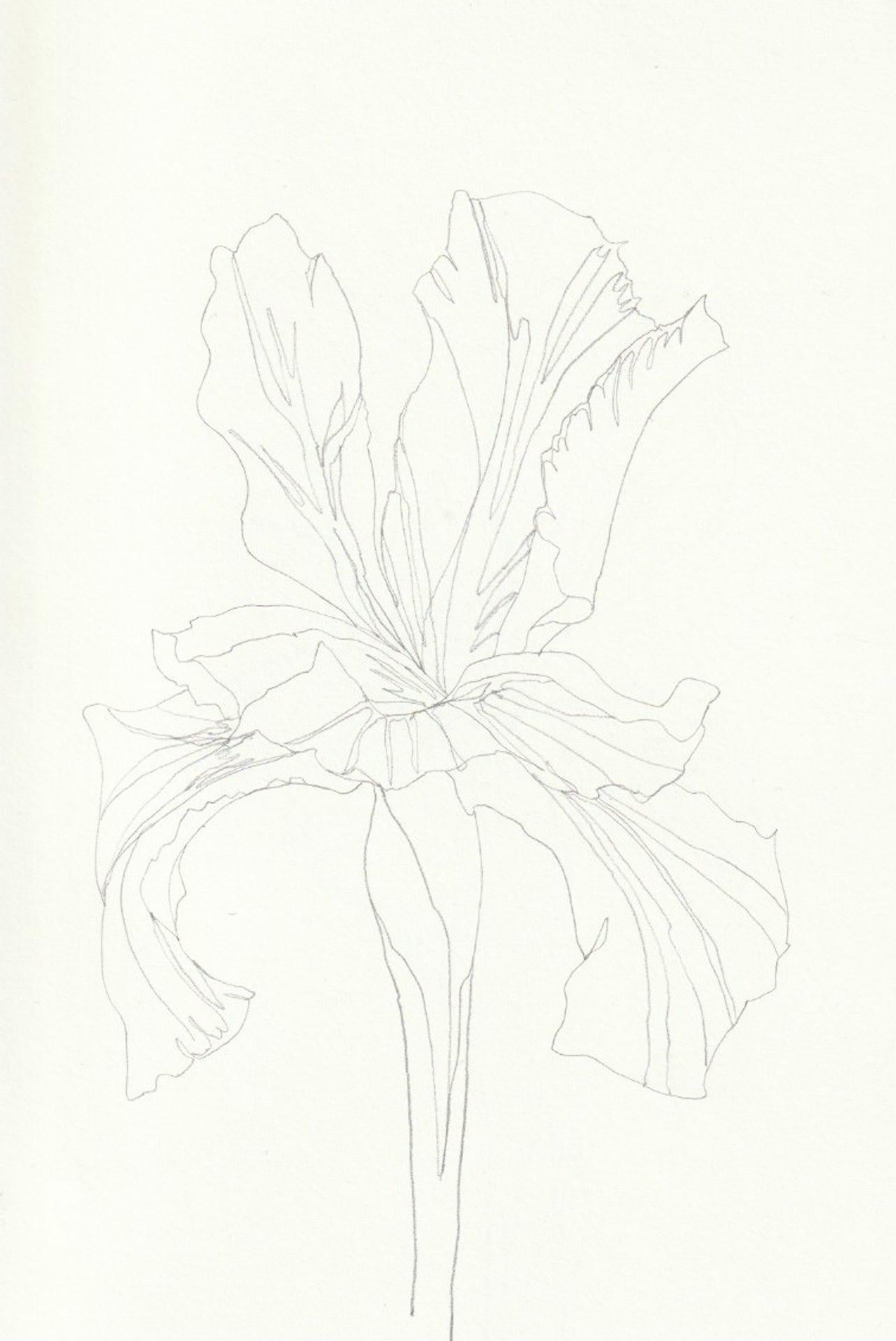 Ellen Williams, Iris I, Original drawing, Floral Art, Affordable Art, Art Online