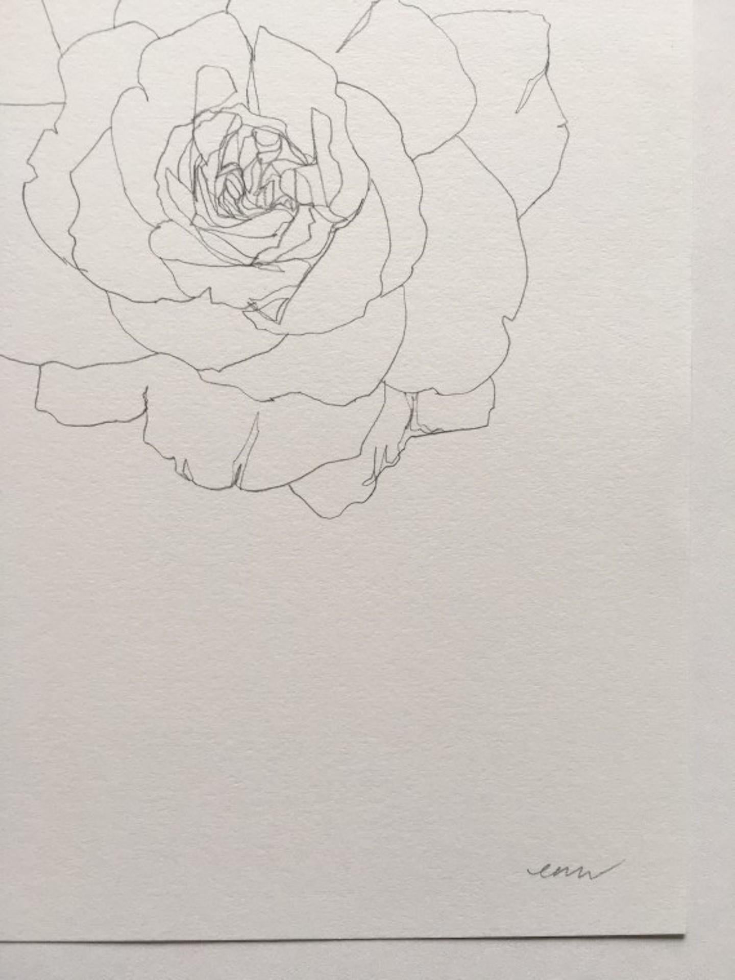 catalina flower drawing