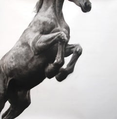 Puissance, Horse Drawing, Charcoal and graphite on Fabriano paper, white frame
