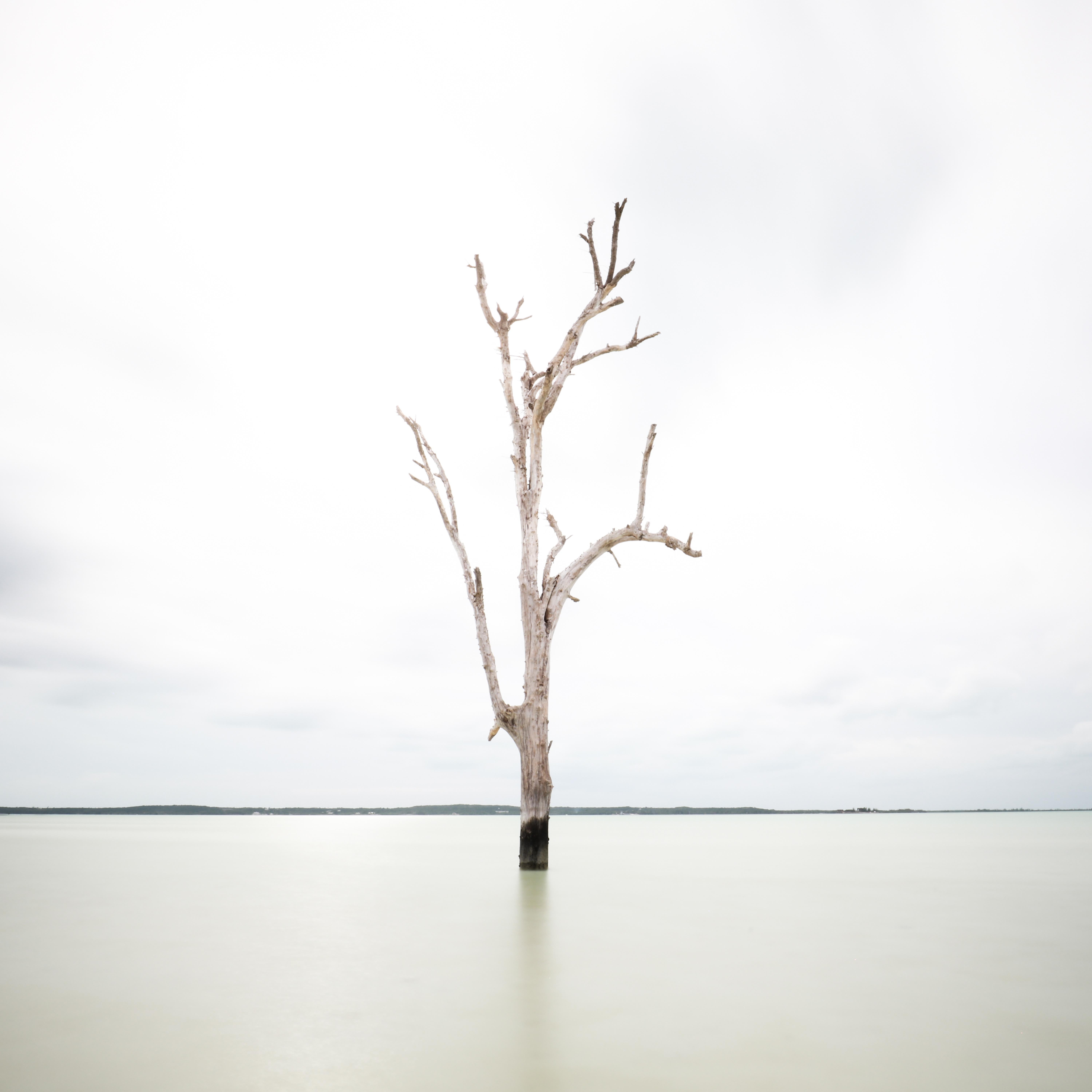 Keith Ramsdell Color Photograph - Tall Tree at Harbour Island - Ltd Ed of 10 - Floats in white frame