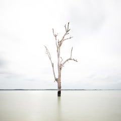 Grand arbre à Harbour Island - Édition limitée à 10 exemplaires - flottant dans un cadre blanc