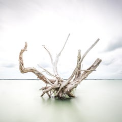 Driftwood at Harbour Island