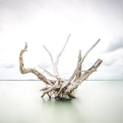 Driftwood at Harbour Island – gerahmt – Ltd Ed 2/10 – Schwebend in weißem Rahmen