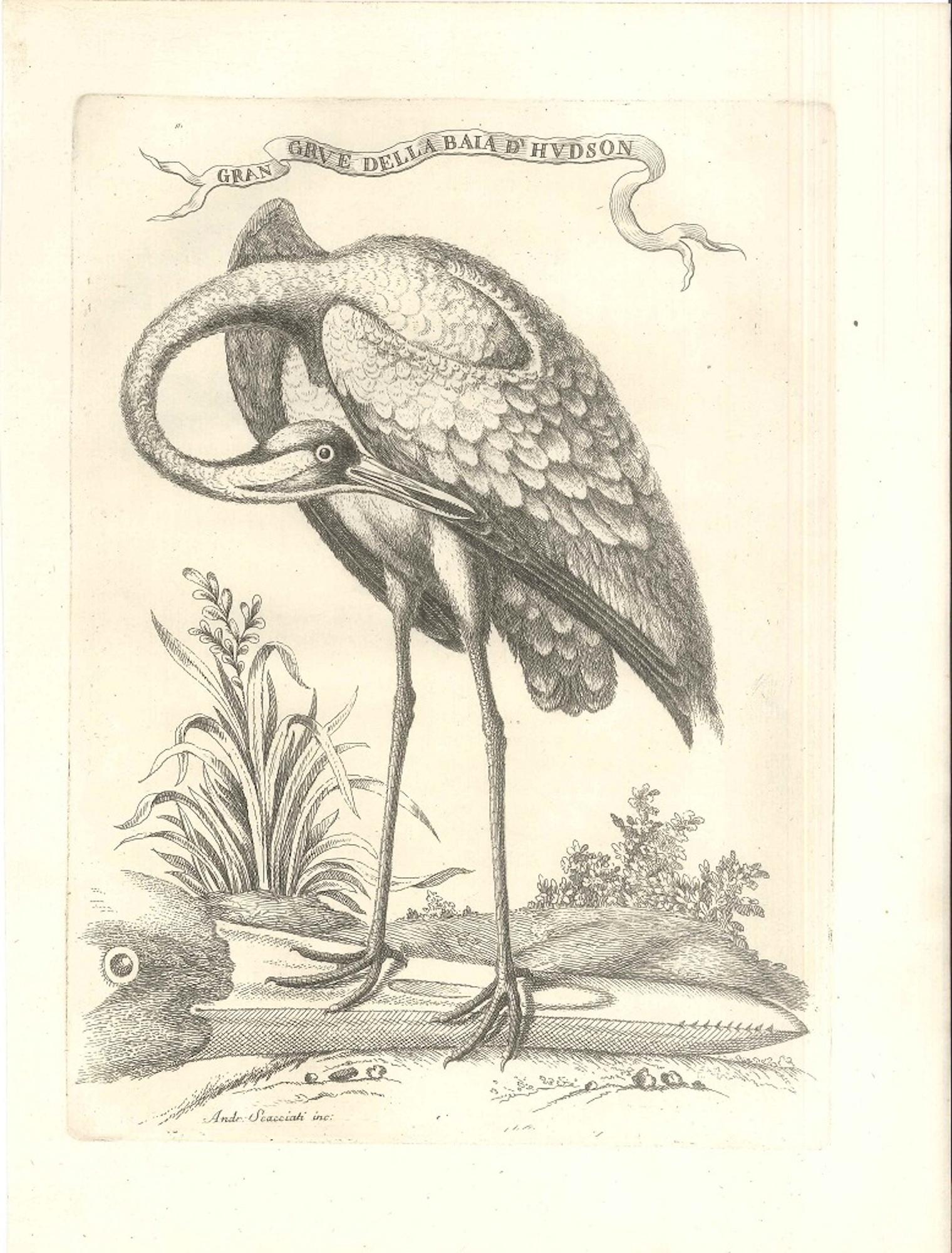 Gran Grue Della Baia d'Hudson è una bellissima acquaforte in bianco e nero su carta vergata realizzata dall'artista italiano Andrea Scacciati. Titolo inciso sul margine superiore, iscrizione sulla lastra sul margine inferiore sinistro " Andr.
