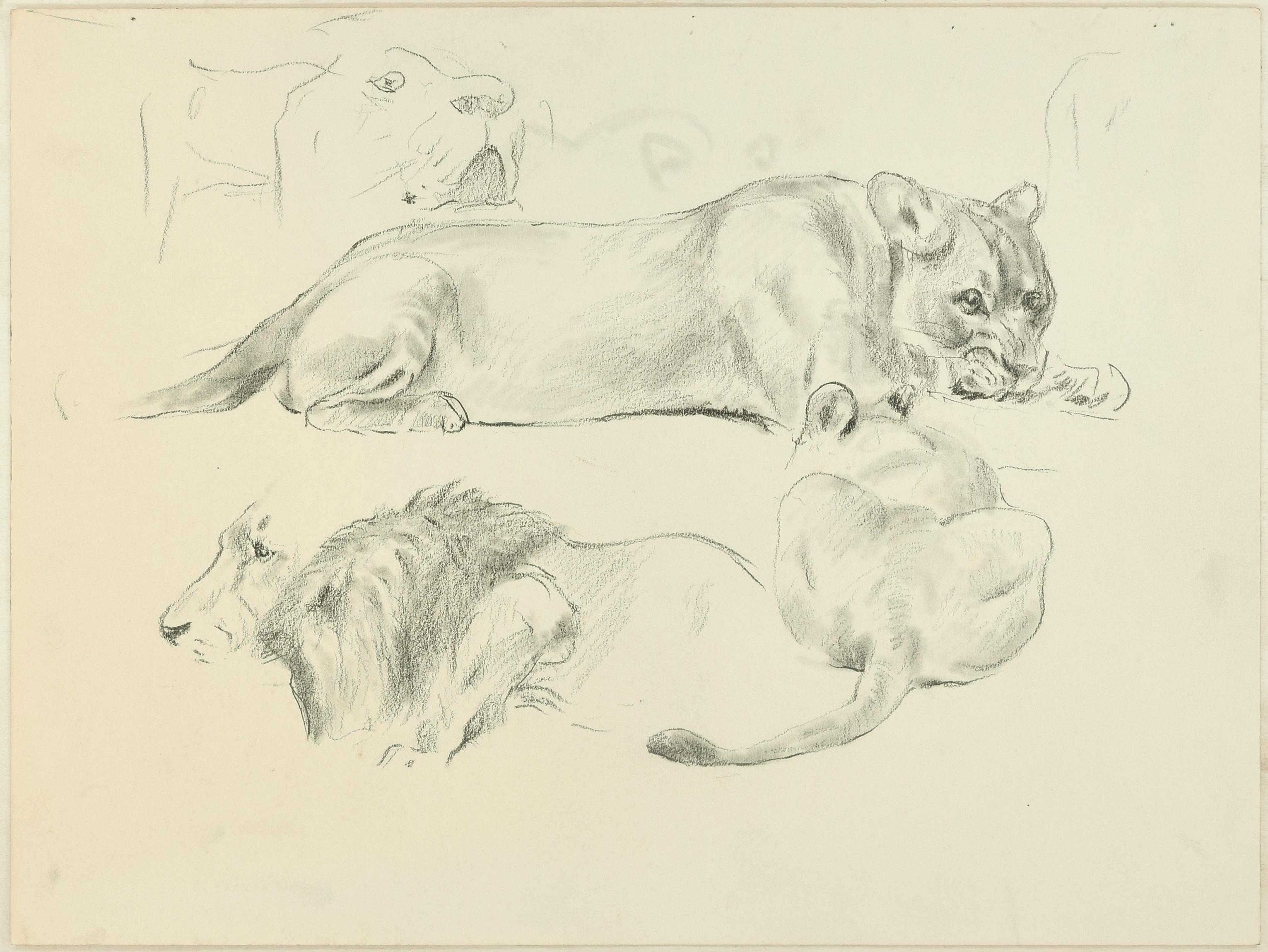 Lions - Original Pencil Drawings by Willy Lorenz - Mid 20th Century