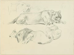 Vintage Lions - Original Pencil Drawings by Willy Lorenz - Mid 20th Century