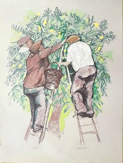 La collection de citrons - Lithographie de C. Frateantonio - Années 1960