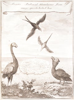 Il Gazzettiere Americano - Ancient Illustrated Book on the Americas - 1763