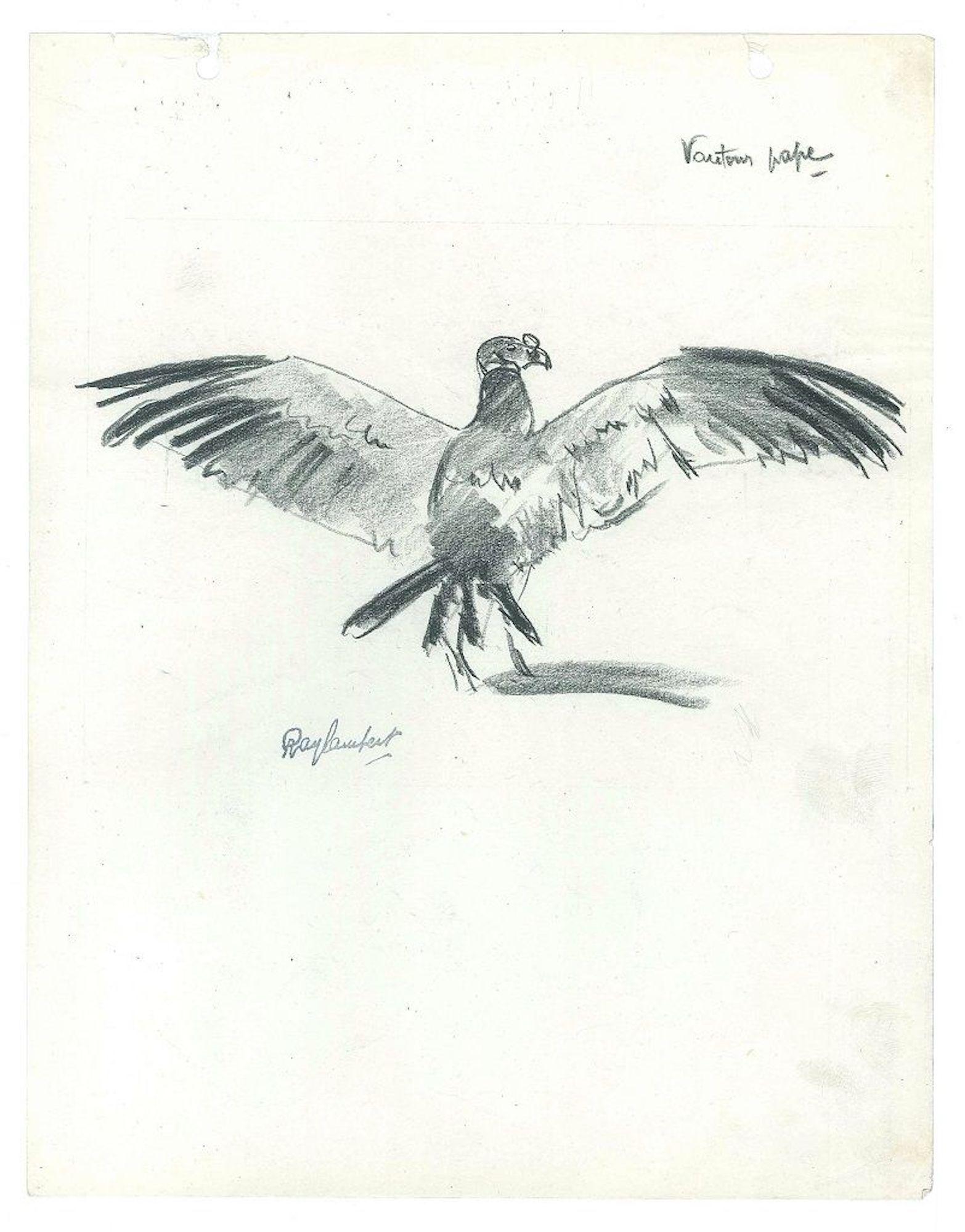 Vautour Pape – Original- Kohlezeichnung von Ray Lambert – Mitte des 20. Jahrhunderts