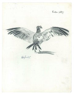 Vautour pape - Original Charcoal Drawing by Ray Lambert - Mid 20th Century