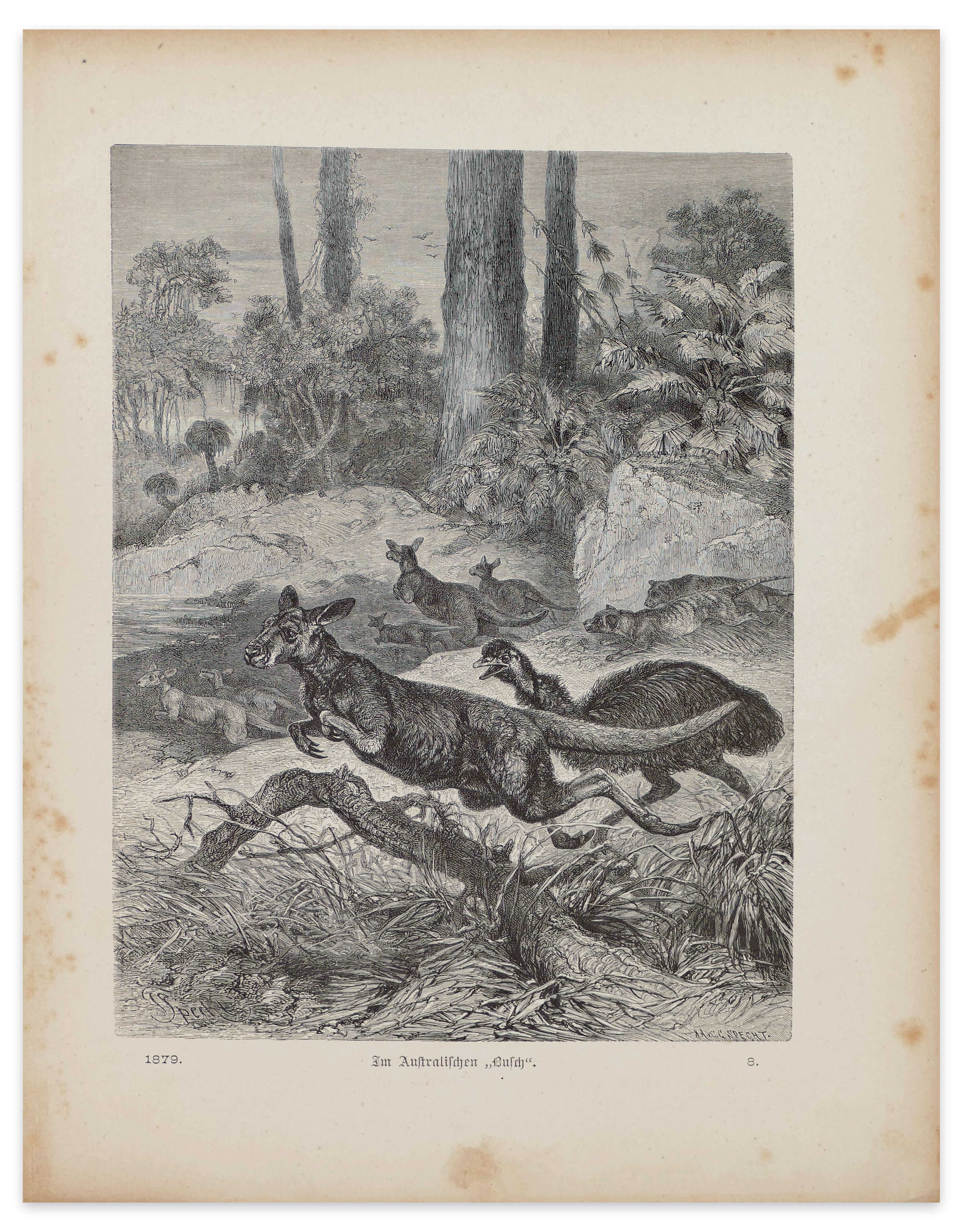 Friedrich Specht Animal Print – Cangaroos in Danger – Originallithographie von F. Specht – 1879