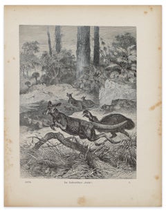 Cangaroos in Danger - original Lithograph by F. Specht - 1879