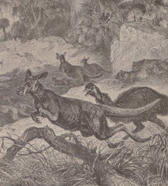 Cangaroos in Danger - Lithograph by F. Specht - 1879