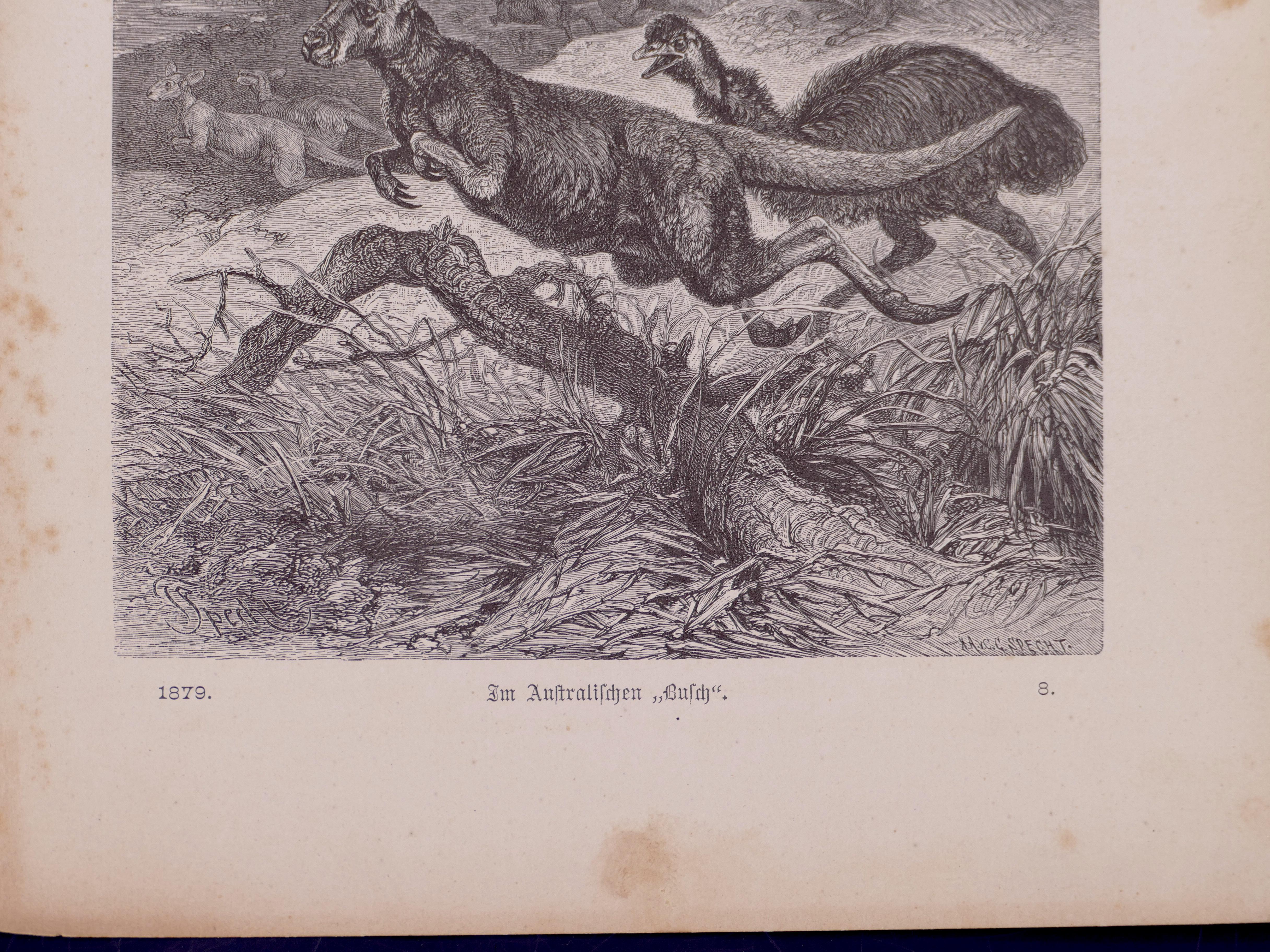 Cangaroos in Danger – Originallithographie von F. Specht – 1879 (Naturalismus), Print, von Friedrich Specht