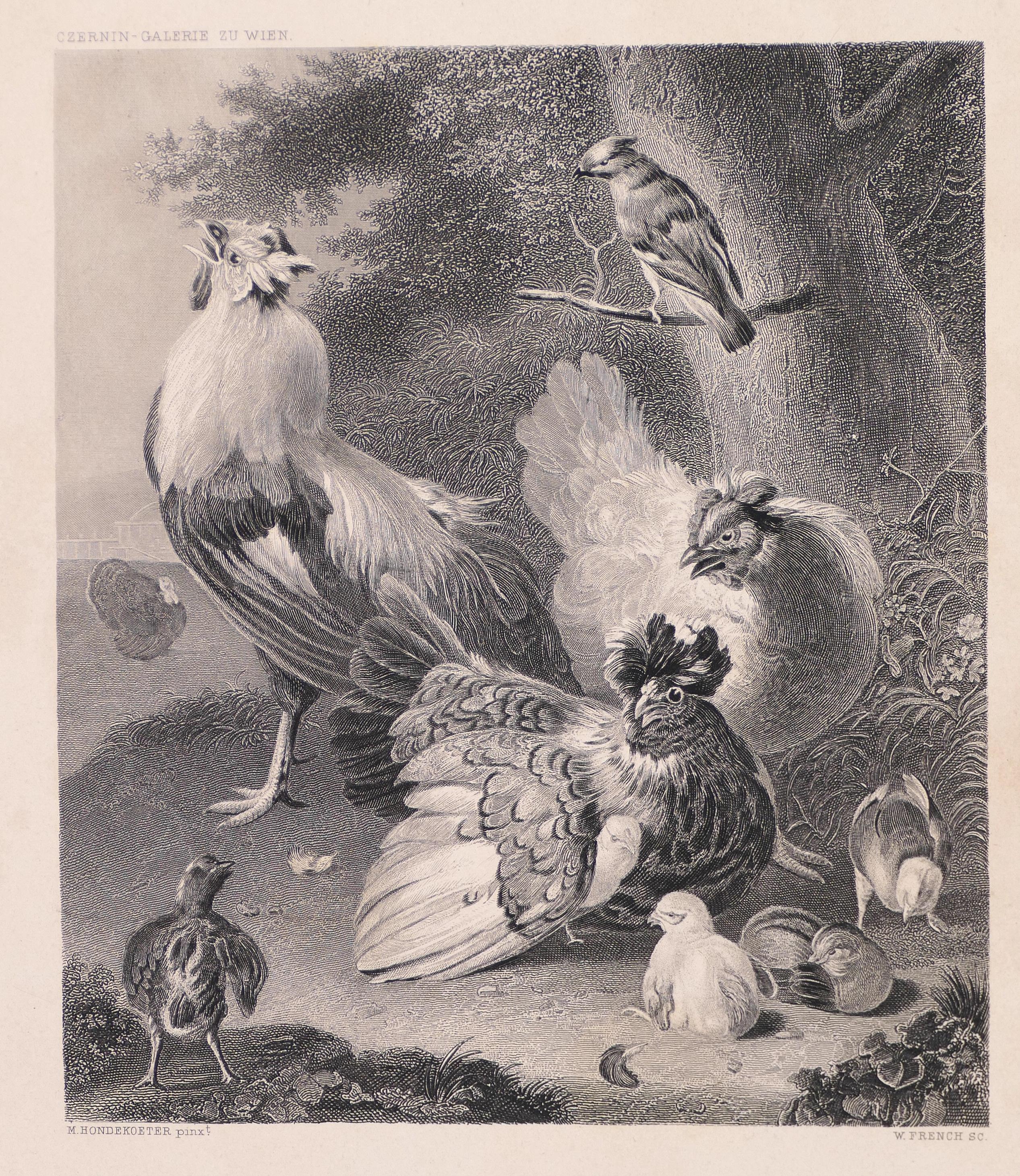 William French Animal Print – Hühnerfarbene Familie –  Lithographie von W. French – Ende des 19. Jahrhunderts
