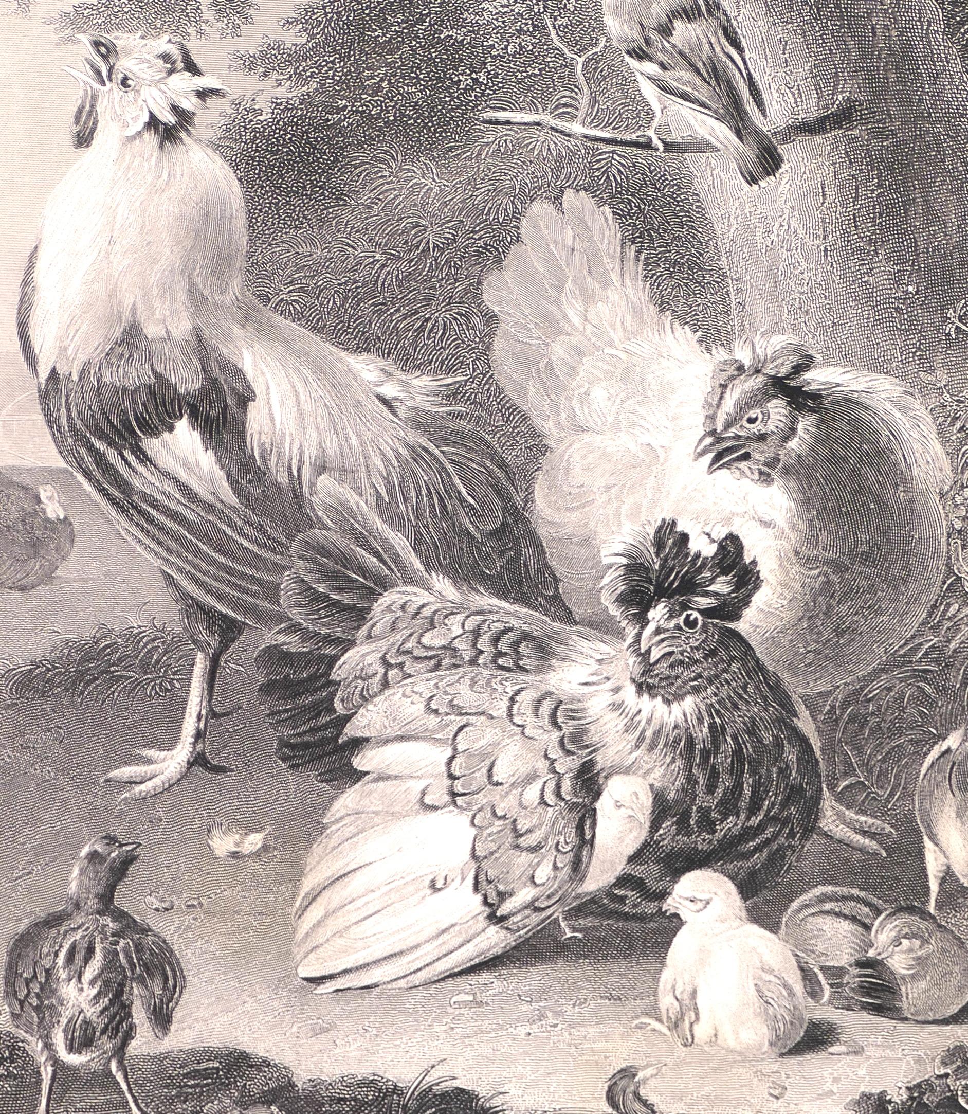 Hühnerfarbene Familie –  Lithographie von W. French – Ende des 19. Jahrhunderts – Print von William French
