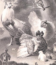 Chicken Family -  Lithograph by W. French - Late 19th Century