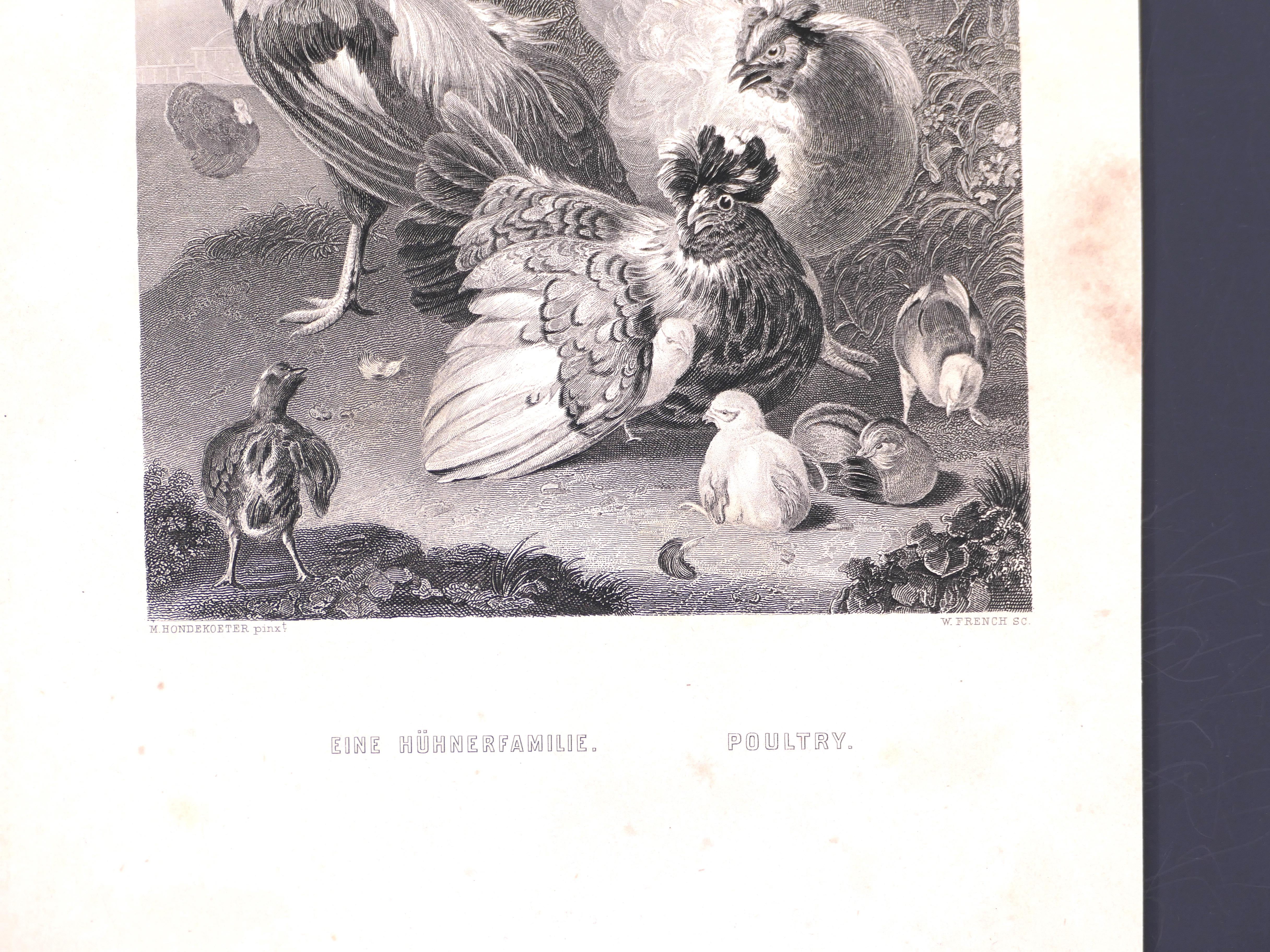 Hühnerfarbene Familie –  Lithographie von W. French – Ende des 19. Jahrhunderts (Grau), Animal Print, von William French