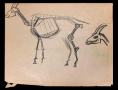 Lo scheletro della capra - Disegno originale - Inizio XX secolo