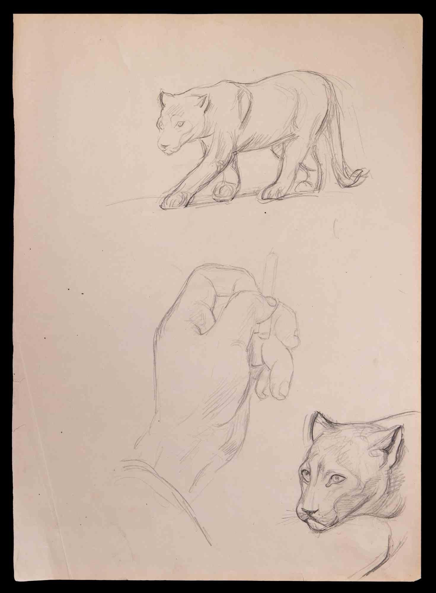 Felines - Drawing in Pencil - Early 20th Century