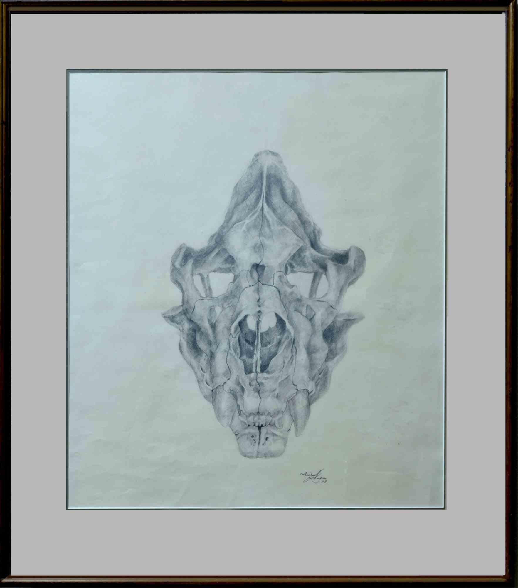 lion skull sketch